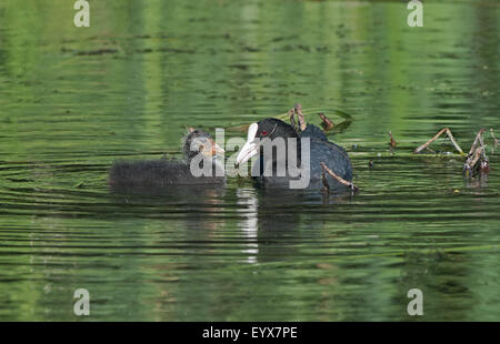 Des profils avec Coot-Fulica stachybotrysatra, rss poussin. L'été. Uk Banque D'Images