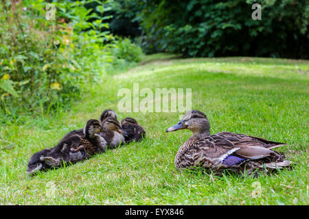 Canard colvert femelle et sa couvée de canetons à l'abbaye Valle Crucis Banque D'Images