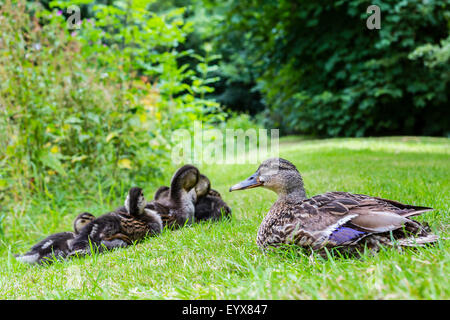 Canard colvert femelle et sa couvée de canetons à l'abbaye Valle Crucis Banque D'Images