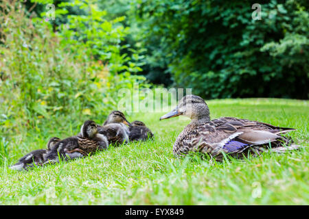 Canard colvert femelle et sa couvée de canetons à l'abbaye Valle Crucis Banque D'Images