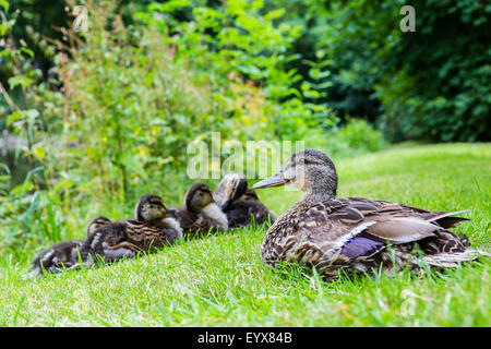 Canard colvert femelle et sa couvée de canetons à l'abbaye Valle Crucis Banque D'Images