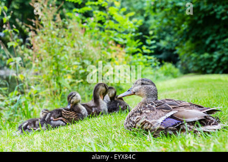 Canard colvert femelle et sa couvée de canetons à l'abbaye Valle Crucis Banque D'Images