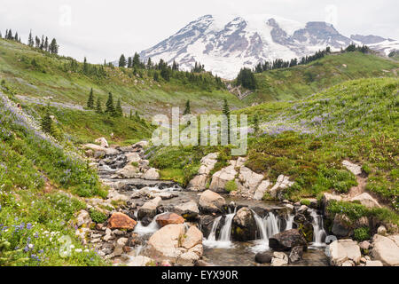 Tahoma (Mt. Rainier) plane au-dessus du ruisseau idyllique Edith Falls mt au-dessus de Myrtle. Rainier National Park, Paradise, Washington Banque D'Images