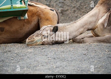 Un dromadaire, camelus dromedarius, avec sa tête sur le sol. Il est l'un d'un train de chameaux dans lannzarote, Espagne Banque D'Images