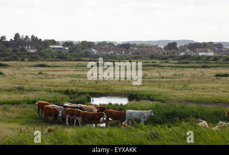 Le bétail sur les pâturages sur les marais de Norfolk avec le village de Burnham Overy Staithe en arrière-plan. Banque D'Images