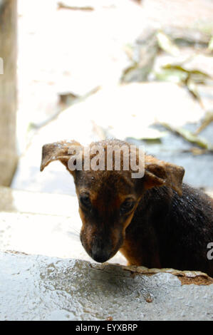 Un chiot dans la pluie au Sri Lanka Banque D'Images