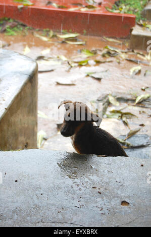 Un chiot dans la pluie au Sri Lanka Banque D'Images