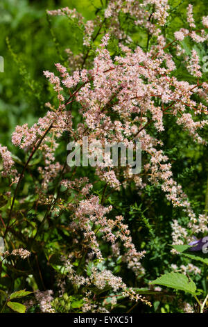 Blanc-rose fleurs duveteuses, de l'humidité introduite récemment, Astilbe vivace aimant 'Isa' Hall Banque D'Images