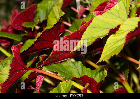 Riche, rouge foncé dessous ajouter à l'attraction des feuilles larges dans le formulaire sélectionné de Begonia grandis var. evansiana 'Sapporo' Banque D'Images