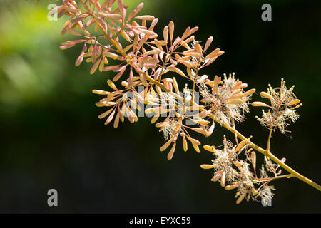 Fleurs de près de l'épi dans le cadre spacieux du géant, Macleaya cordata vivace Banque D'Images