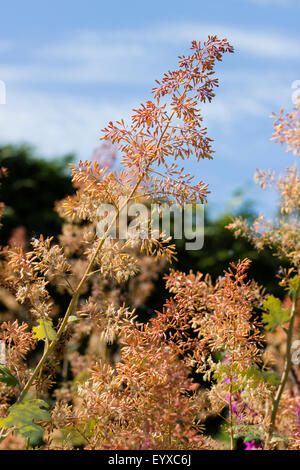 Vue générale de la fleurs dans les pointes de l'aéré, Macleaya cordata vivace géant Banque D'Images