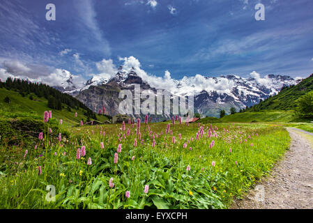 Swiss Alpine Meadows avec décor de montagnes Banque D'Images