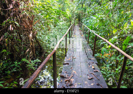 Pont de bois passant sur un petit ruisseau dans la jungle Amazonienne près d'Iquitos, Pérou Banque D'Images