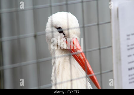 Cigogne Blanche (Ciconia ciconia) dans la cage d'oiseau, Centre, Cambernauld, Ecosse Banque D'Images