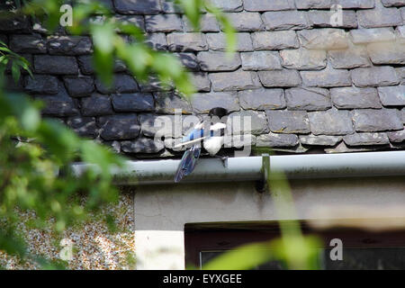 Magpie assis sur le toit au soleil, de l'Écosse Banque D'Images