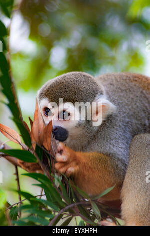 Politique singe écureuil (Saimiri sciureus) dans la forêt tropicale de Surinam, en quête de nourriture Banque D'Images