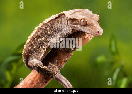 New Caledonian Crested Gecko, Correlophus rhachodactylus Banque D'Images