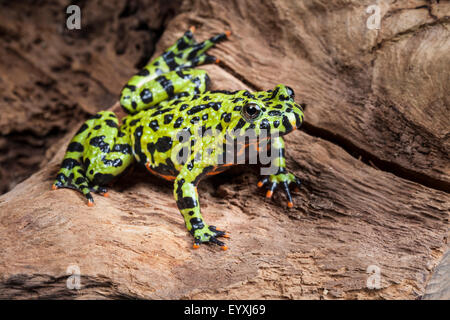 Feu Oriental-bellied toad, Bombina orientalis Banque D'Images