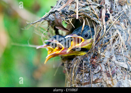 Les poussins d'oiseaux. close up de trois oiseaux bébé appelant leur maman dans la faim et la peur ! ! Banque D'Images