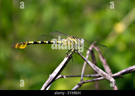 Tigre commun ou conjoint Tigertail Dragonfly Banque D'Images