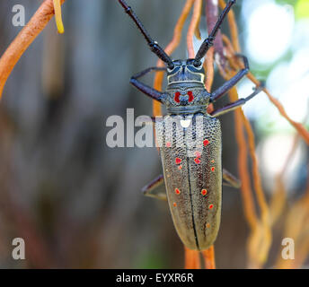 Agrile du arbres. Mango Tree Borer. Fig Tree Borer Banque D'Images