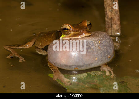 Une Grenouille masquée (Smilisca phaeota) appelez à partir d'une flaque. Banque D'Images