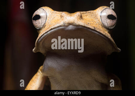 Un fichier hibou grenouille d'arbre (Polypedates otilophus) de Bornéo. Banque D'Images