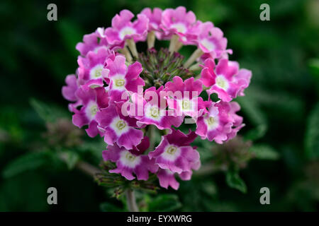 Lantana camara Flower tourné en extérieur. Banque D'Images