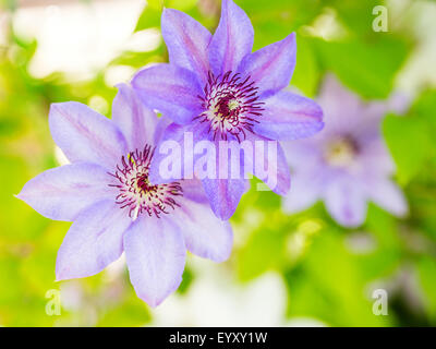 Clematis fleurs du jardin, la photo en gros Banque D'Images