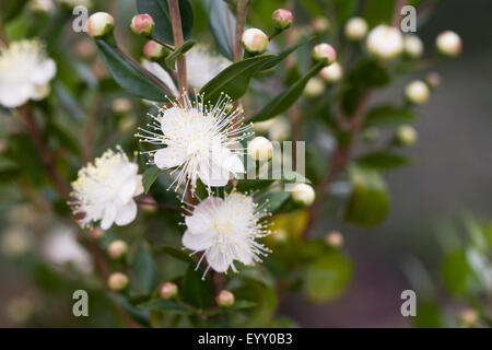 Myrtus communis. Fleurs de myrte commun. Banque D'Images