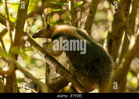 Tamandua tetradactyla, Le Tamanoir, Araras Lodge, Pantanal, Brésil Banque D'Images