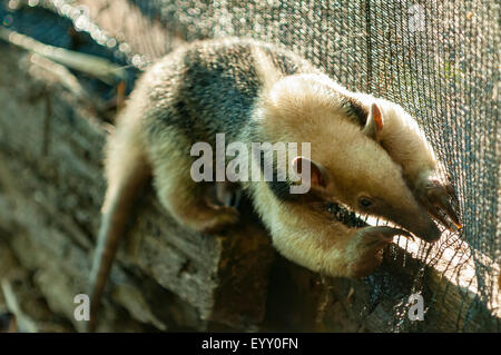 Tamandua tetradactyla, Le Tamanoir, Araras Lodge, Pantanal, Brésil Banque D'Images