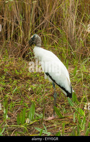 Mycteria americana, Bois Stork, Autoroute Transpantaneria, Pantanal, Brésil Banque D'Images