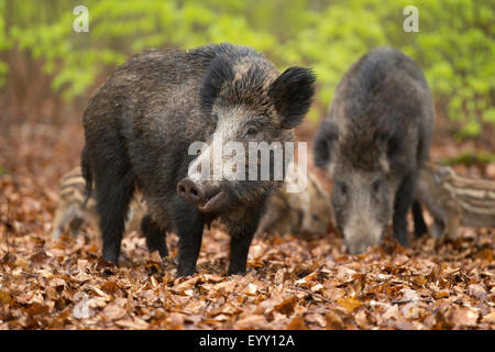 Le sanglier (Sus scrofa), Truies et porcelets au printemps, forêt, captive, Rhénanie du Nord-Westphalie, Allemagne Banque D'Images