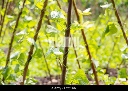 Bean Yardlong farm Banque D'Images