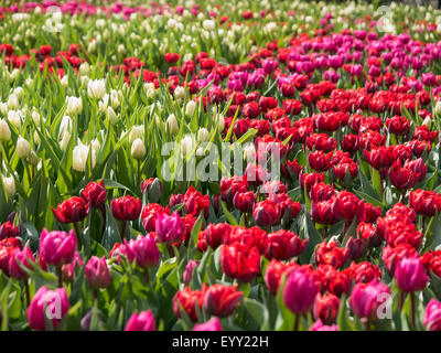 Les tulipes de plus en crop field Banque D'Images