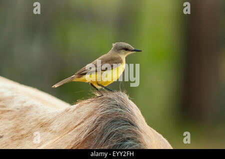 Machetornis rixosa, Tyran de bovins sur dos du cheval, Araras Lodge, Pantanal, Brésil Banque D'Images