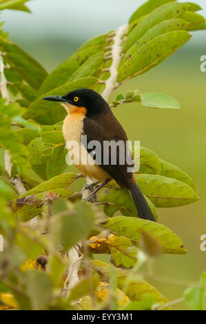 Donacobius atricapilla, Black-capped Donacobius, Araras Lodge, Pantanal, Brésil Banque D'Images