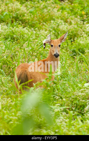 Blastocerus dichotomus, femme cerf des marais, la route Transpantaneira, Pantanal, Brésil Banque D'Images