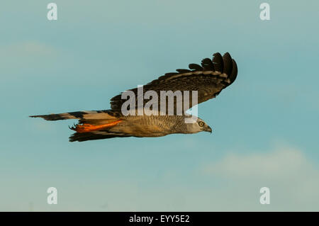 Geranospiza caerulescens, Crane Hawk en vol, Cuiaba River, Pantanal, Brésil Banque D'Images