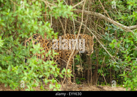 Panthera onca, Jaguar sur Prowl, Pantanal, Brésil Banque D'Images