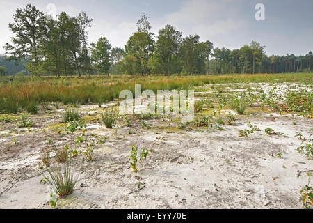 La gestion de la nature, la dépose des sols en Stropersbos, Belgique Banque D'Images