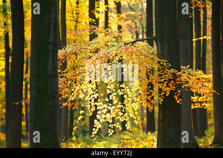 Le hêtre commun (Fagus sylvatica), forêt de hêtres en automne, Belgique, Ardennes, Beukenbos Banque D'Images