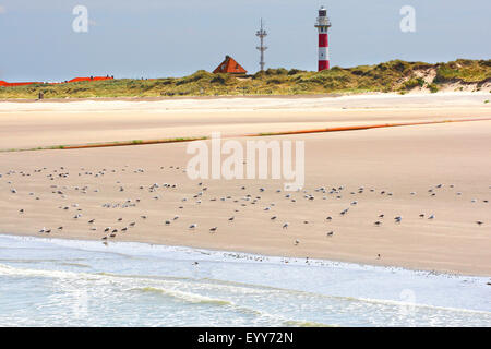 Goéland argenté (Larus argentatus), de nombreux goélands sur la plage en face d'un phare, Belgique, Nieuwpoort Banque D'Images