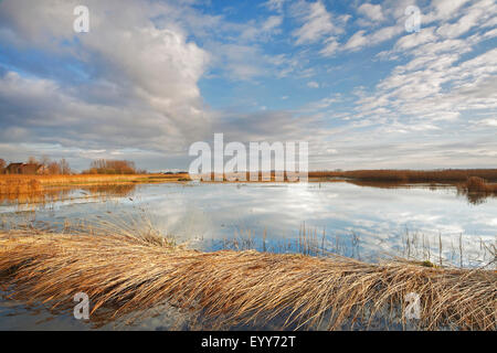 Les zones humides de Uitkerkse polder, Belgique Banque D'Images