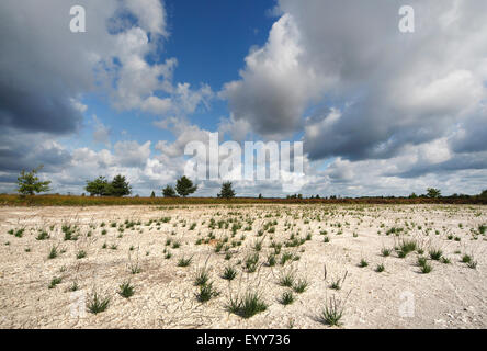 La gestion de la nature, la dépose des sols dans la région de Mechelse Heide, parc national Hoge Kempen, Belgique, Limbourg, Maasmechelen Banque D'Images