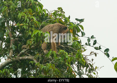 Alouatta caraya, femme noir et l'or singe hurleur, Cuiaba River, Pantanal, Brésil Banque D'Images