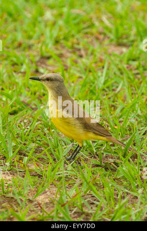 Machetornis rixosa Bovins, Tyran, Porto Jofre Lodge, Pantanal, Brésil Banque D'Images