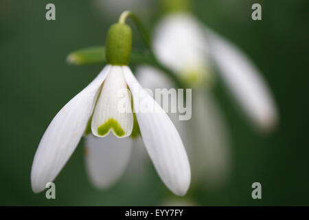 Snowdrop Galanthus nivalis (commune), fleur, Belgique Banque D'Images