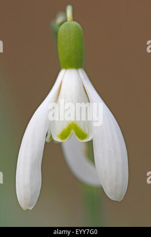 Snowdrop Galanthus nivalis (commune), fleur, Belgique Banque D'Images